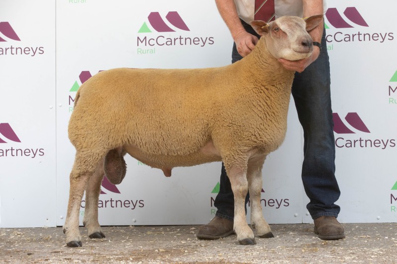 Edstaston Ultravox Edstaston Ultravox